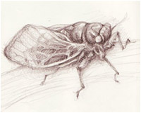 cicada